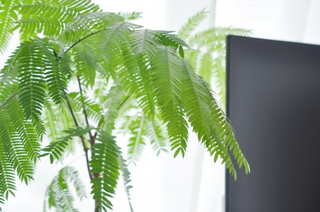 エバーフレッシュ