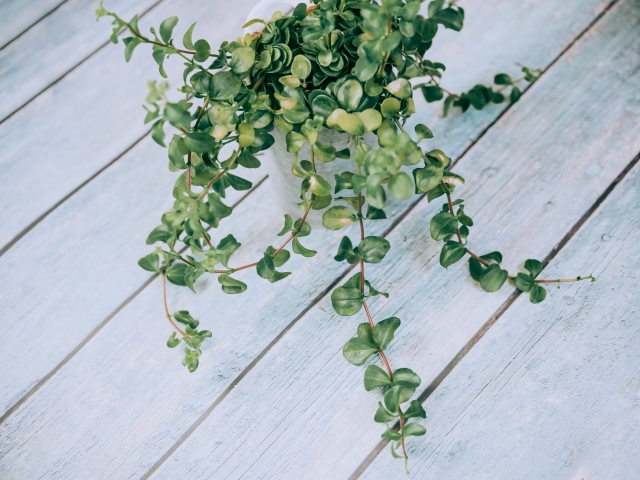 ぺぺロミア・デッピアーナ