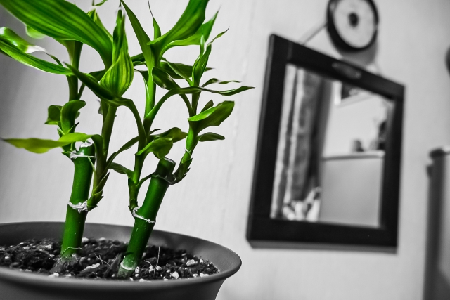 ミリオン・バンブー