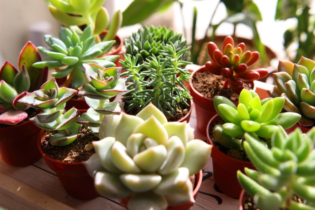 たくさんの多肉植物
