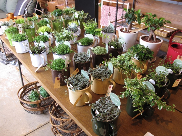 たくさん並んだ観葉植物