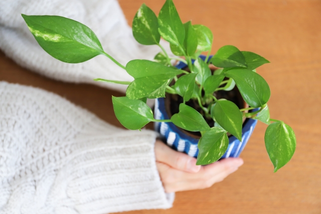 観葉植物のプレゼント