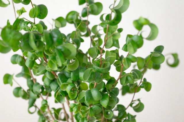 ベンジャミンバロック