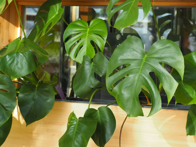 モンステラ