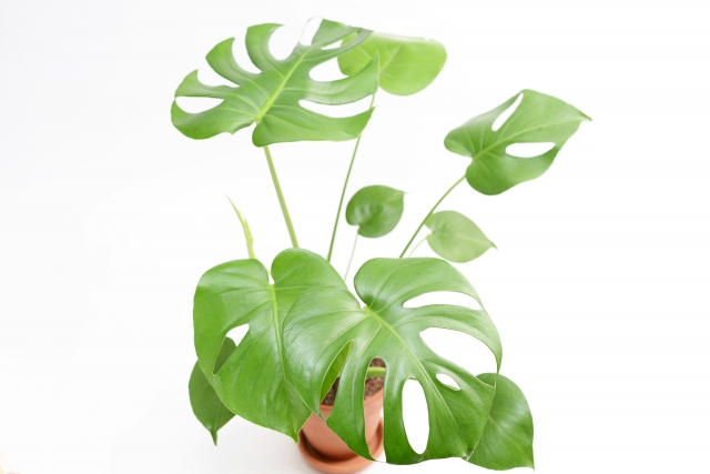 モンステラ