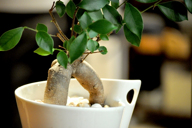 幹の立派な観葉植物