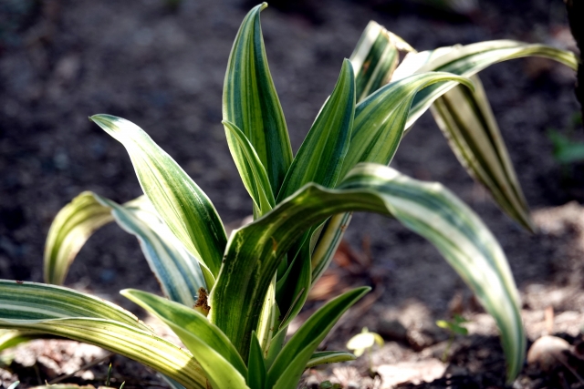 オモト（万年青）