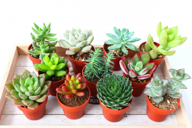 多肉植物