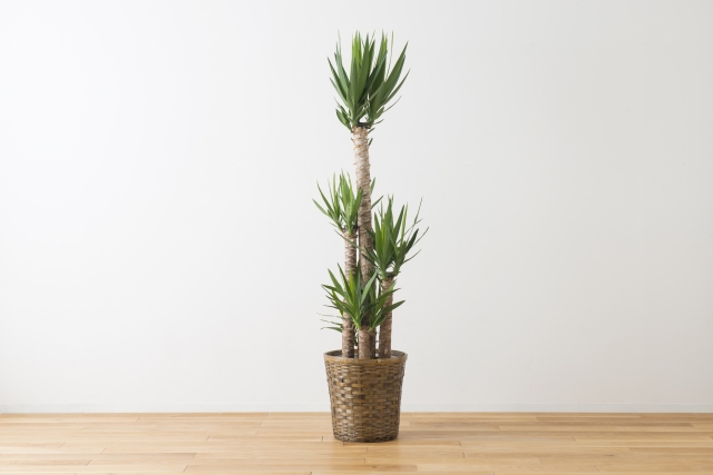 ユッカ・エレファンティペス