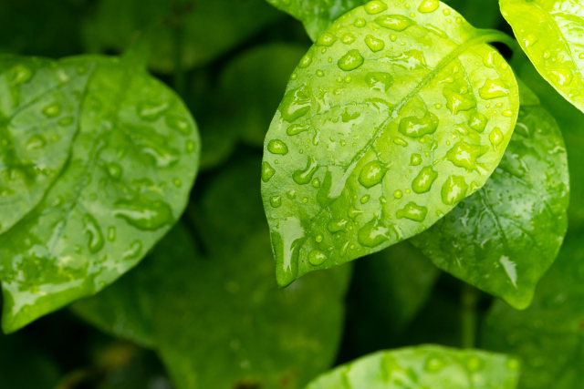 水をやった植物