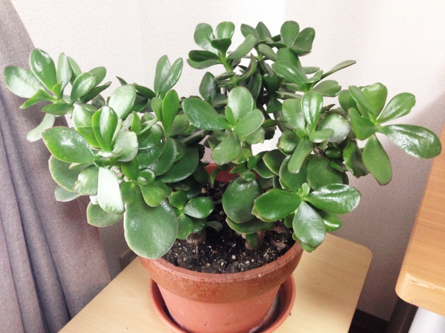 カネノナルキ（金のなる木）