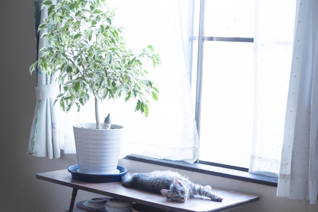 窓際の観葉植物