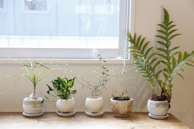 窓際に並んだ観葉植物
