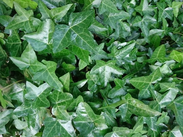 セイヨウキヅタ